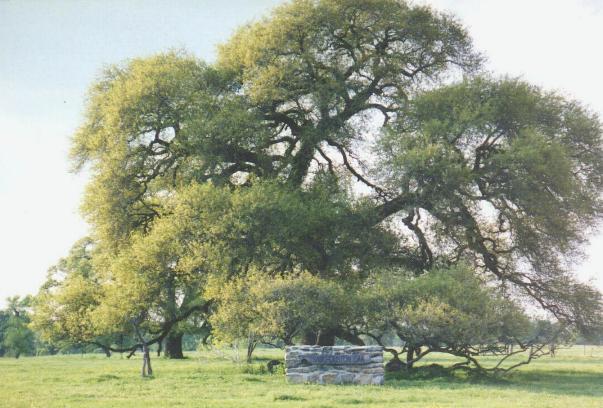 Runaway Scrape Oak