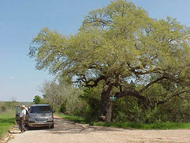 Surviving Twin Live Oak