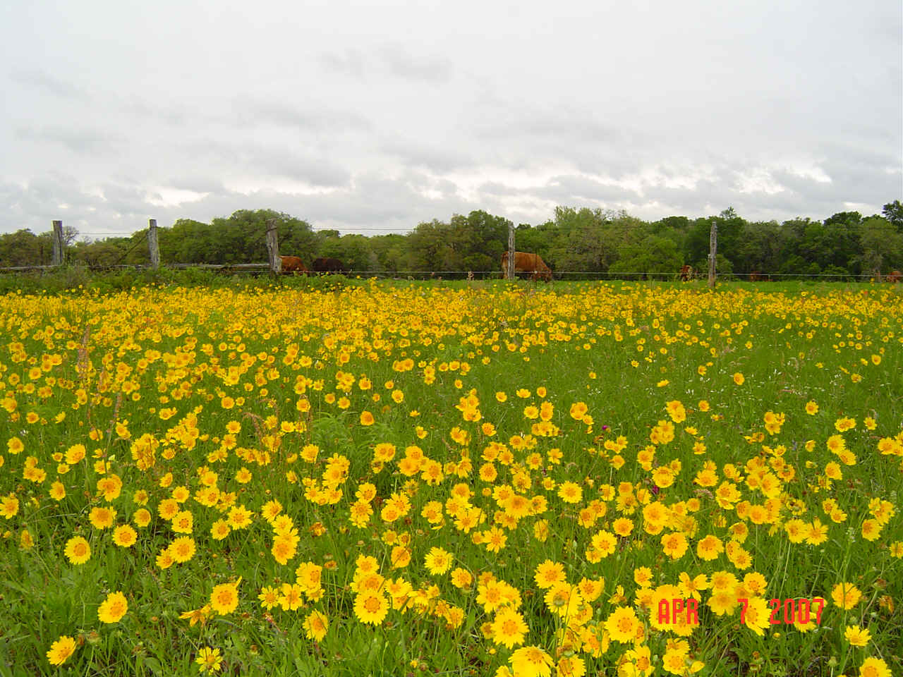 Wildflowers at Mossy Grove