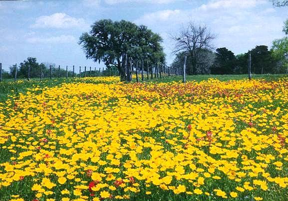 Wildflowers in March at Mossy Grove