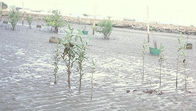 Trees with and without fertilizer