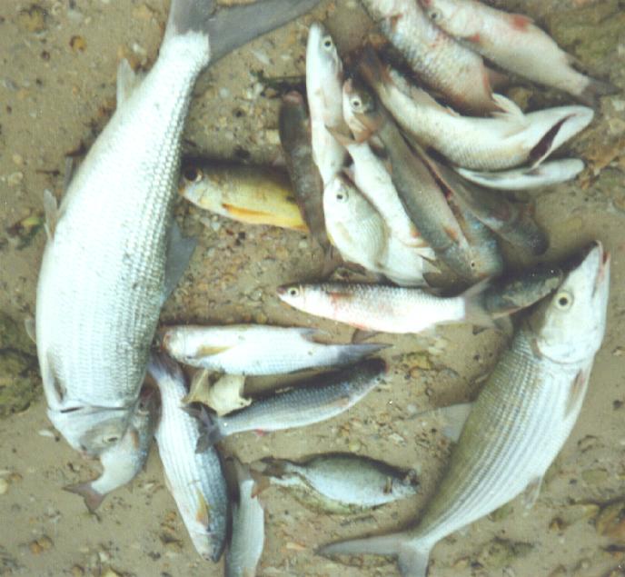 Cultured Mullet and Milkfish