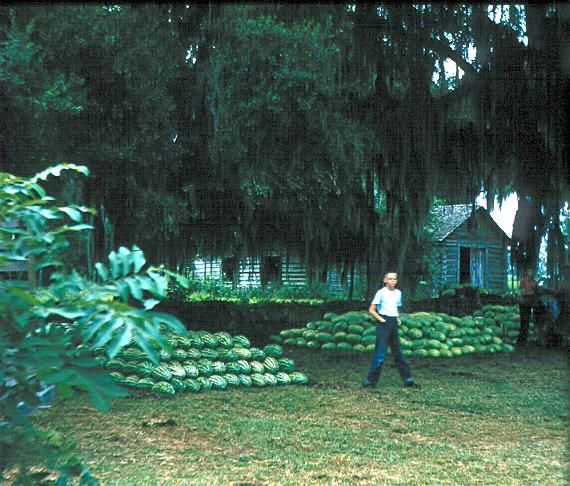 Watermelon depot in Belleview ca 1960