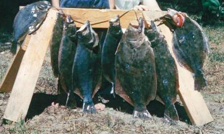 West Coast Flounder