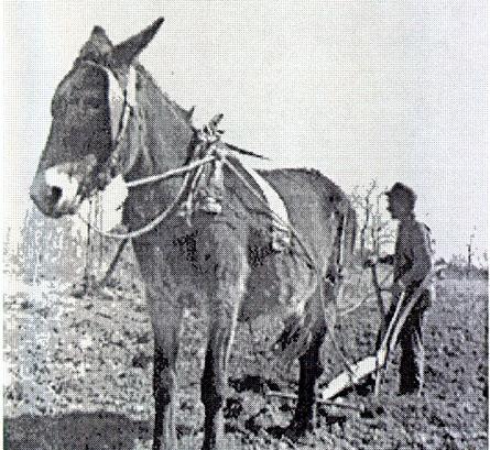 Plowing Cass County Fields