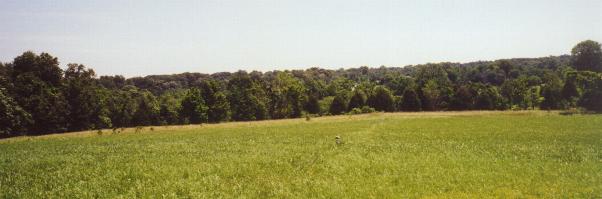 Kent Farm Panorama