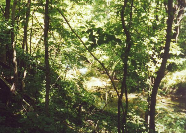 Creek behind the cemetery